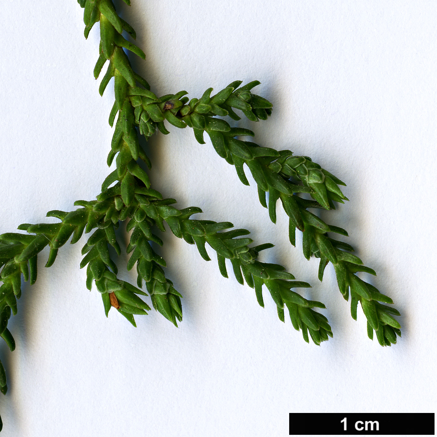 High resolution image: Family: Podocarpaceae - Genus: Pherosphaera - Taxon: hookeriana 